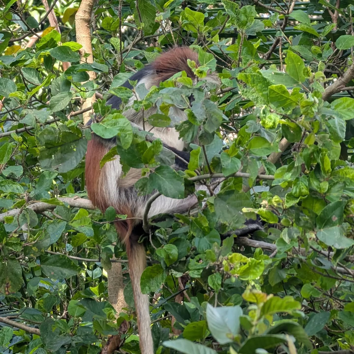 Jozani Forest Zanzibar