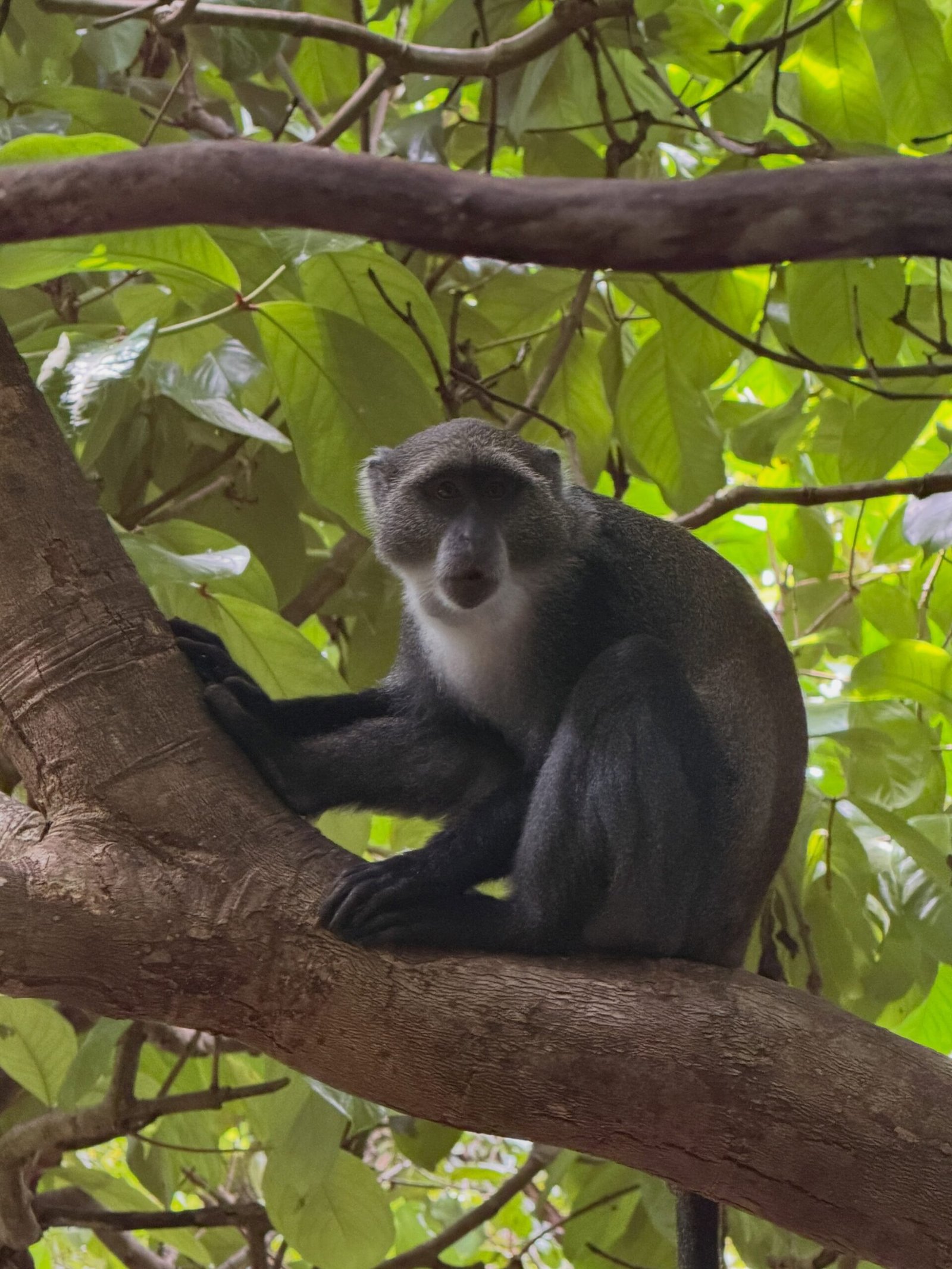 Monkey at Jozani Forest Zanzibar