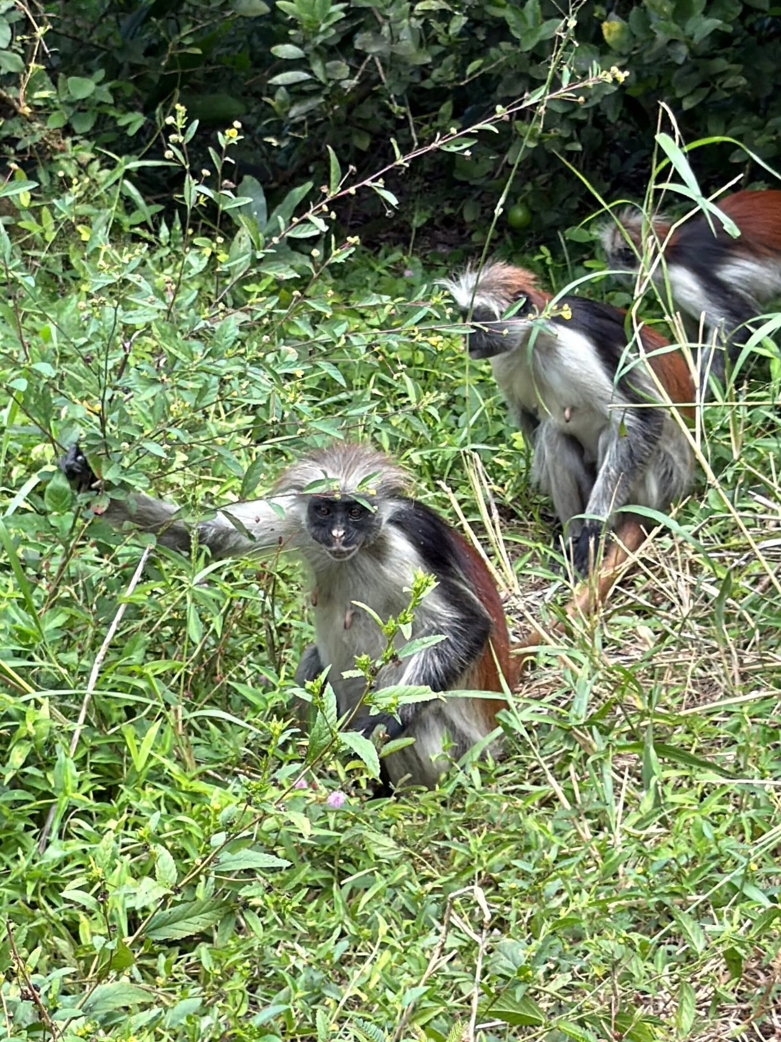 Jozani Forest tour Zanzibar